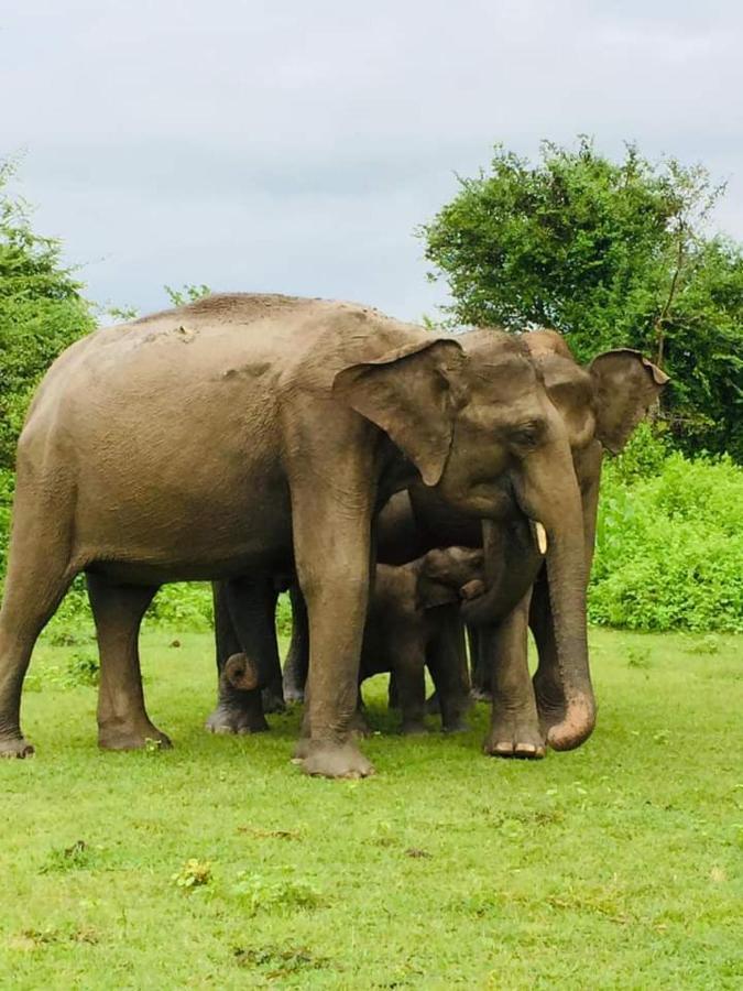 Nature Lovers Safari Cottage Udawalawe Luaran gambar